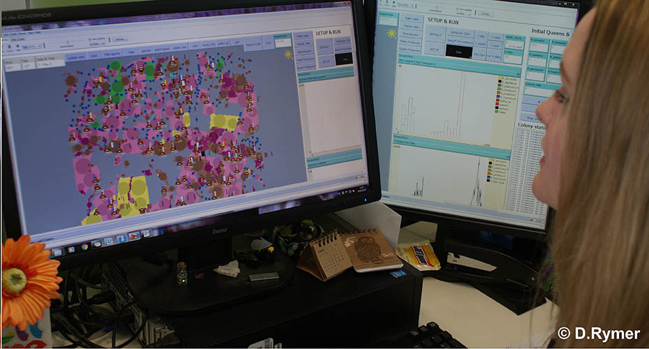 Researcher looking at screen with bee distribution