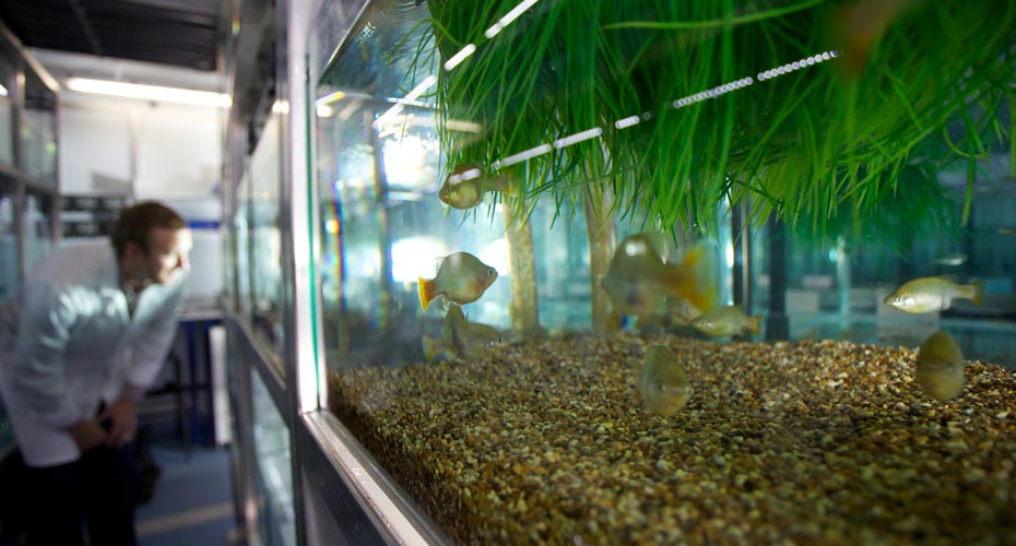 Scientist looking at fish in a tank