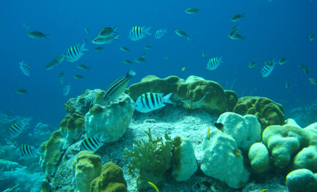 Coral reef and fish